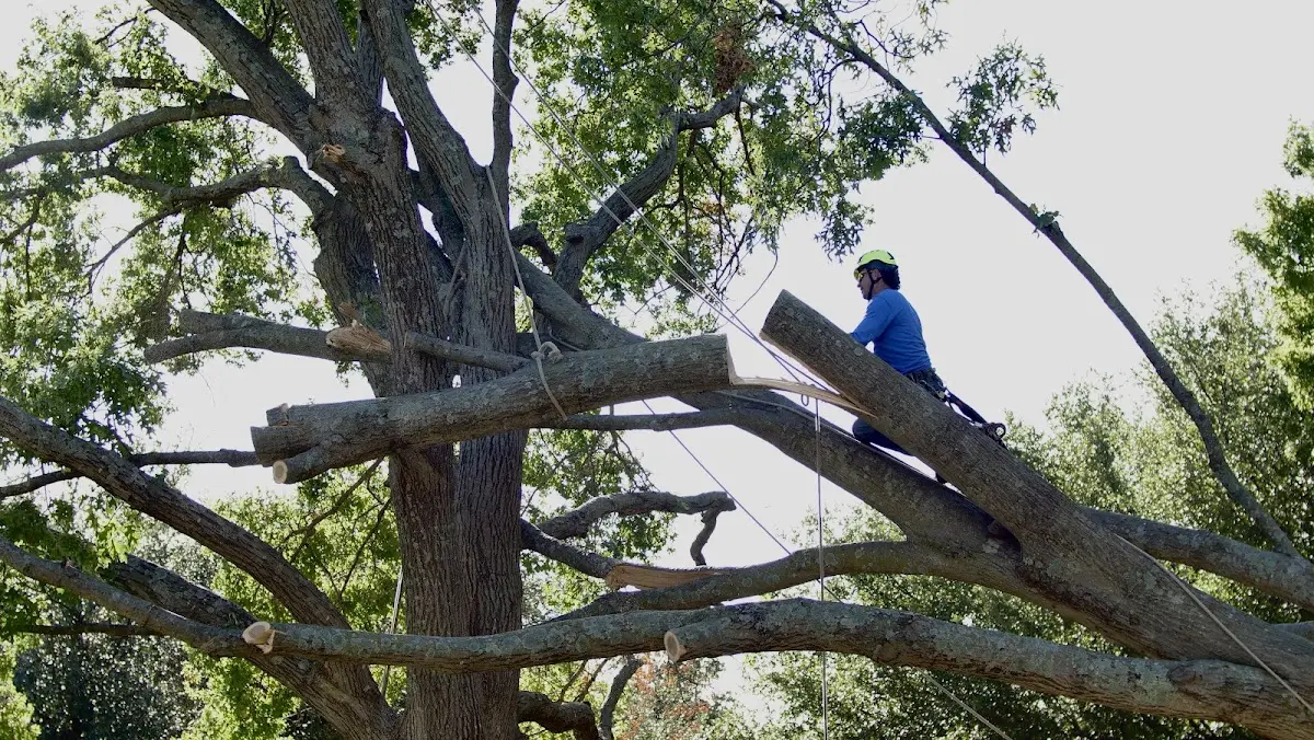 Professional Hazardous Tree Removal performed by certified arborists in Brownwood