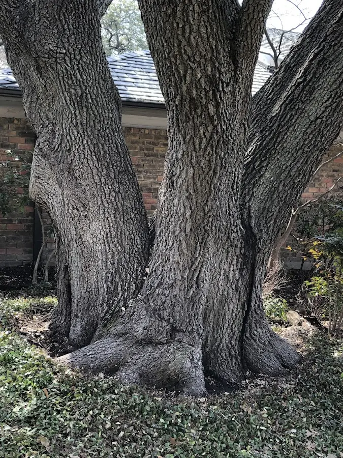Mature heritage tree close to a Brownwood property cared for by certified arborists