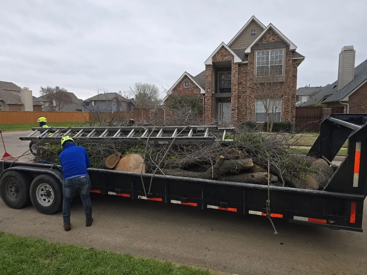 Expert Deadwooding with proper safety equipment in Brownwood